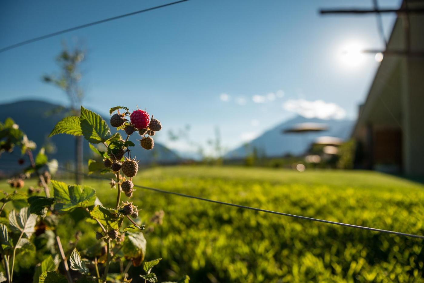 Pataunerhof Tirol Kültér fotó